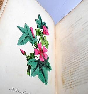 Bild des Verkufers fr The American Flora, or History of Plants and Wild Flowers: containing a systematic and General Description, Natural History, Chemical and Medical Properties of over Six Thousand Plants zum Verkauf von Yesterday's Gallery, ABAA