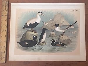 PLATE LXV: EIDER DUCK, LAUGHING GULL, RAZOR-BILLED AUK, VELVET DUCK, HARLEQUIN DUCK