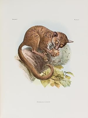 Seller image for A Review of the Primates [Monograph Series Number 1, complete in three volumes] for sale by Michael Treloar Booksellers ANZAAB/ILAB