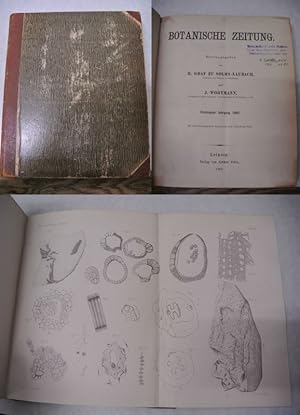 Bild des Verkufers fr Einige Beobachtungen an Keimlingen und Stecklingen, in: BOTANISCHE ZEITUNG. 50. Jg. (1892). zum Verkauf von Antiquariat Bookfarm