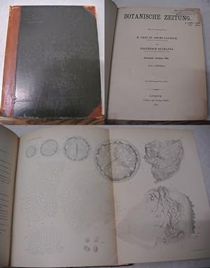 Seller image for Ueber den localen Blutungsdruck und seine Ursachen, in: BOTANISCHE ZEITUNG. 60. Jg. (1902). for sale by Antiquariat Bookfarm