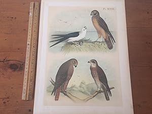 PLATE XCVIII: SWALLOW-TAIL KITE, MARSH HARRIER, WESTERN RED-TAIL HAWK, SWAINSON'S HAWK