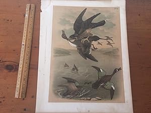 PLATE VI: WANDERING FALCON, PIN-TAIL DUCK, BLUE-WINGED TEAL