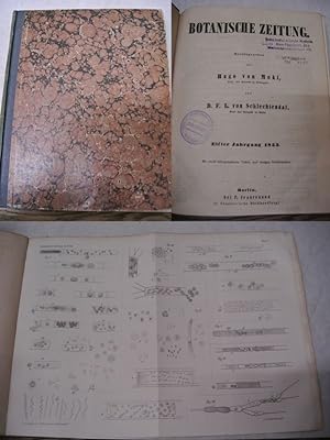 Bild des Verkufers fr Mykologische Notizen, in: BOTANISCHE ZEITUNG. 11. Jg. (1853). zum Verkauf von Antiquariat Bookfarm