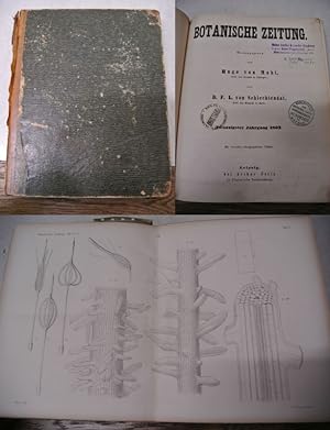 Bild des Verkufers fr Ueber Taxus baccata, in: BOTANISCHE ZEITUNG. 20. Jg. (1862). zum Verkauf von Antiquariat Bookfarm