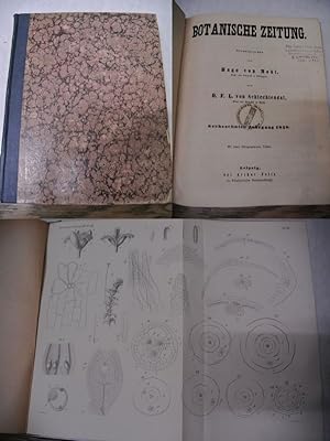 Bild des Verkufers fr Ueber Avena, Datura und Nymphaea, in: BOTANISCHE ZEITUNG. 16. Jg. (1858). zum Verkauf von Antiquariat Bookfarm