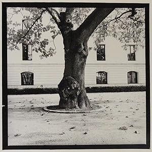 Image du vendeur pour Arbre. Photographie Originale de l'artiste mis en vente par Librairie Le Feu Follet