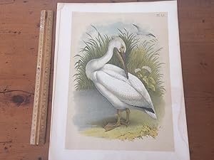 PLATE LI: WHITE PELICAN