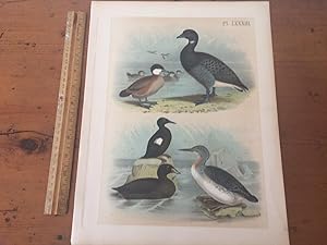 PLATE LXXXIII: BRANT, RUDDY DUCK, BLACK GUILLEMONT, RED-THROATED DIVER, AMERICAN BLACK SCOTER