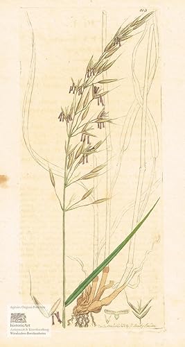 Atriplex Frosted Orache Botanical Flower. Gartenmelde. Kupferstich bei Sowerby 1794