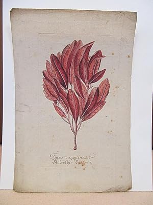 Fucus sanguineus. Blutrother Tang. Altkolorierter Kupferstich um 1700 auf Büttenpapier.