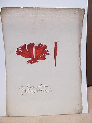 Fucus ciliatus. Gefranzter ( gefranster ) Tang. Altkolorierter Kupferstich um 1700 auf Büttenpapier.