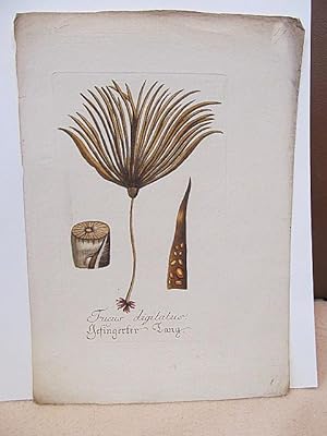 Fucus digitatus. Gefingerter Tang. Altkolorierter Kupferstich um 1700 auf Büttenpapier.