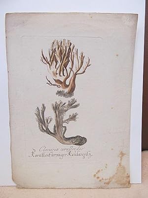 Clavaria coralloides. Korallenförmiger Keulenpilz. Altkolorierter Kupferstich um 1700 auf Büttenp...