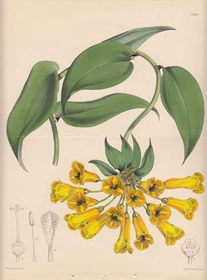 Seller image for Curtis - Alstroemeria Caldasii. Kol. Lithographie Nr. 5442 aus Botanical Magazine. for sale by Antiquariat Bcheretage