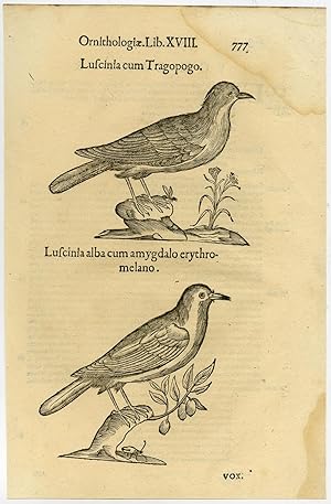 Antique Print-ANIMAL-BIRD-NIGHTINGALE-ALDROVANDI-Coriolano-1599