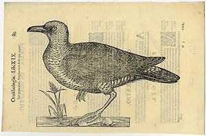 Antique Print-ANIMAL-BIRD-SEAGULL-ALDROVANDI-Coriolano-1599