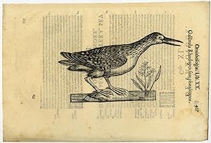 Antique Print-ANIMAL-BIRD-MOORHEN-ALDROVANDI-Coriolano-1599