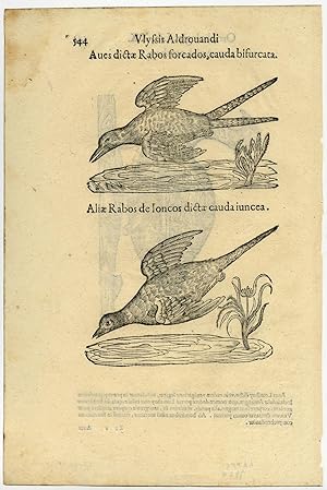 Antique Print-ANIMAL-BIRD-TAIL-ALDROVANDI-Coriolano-1599