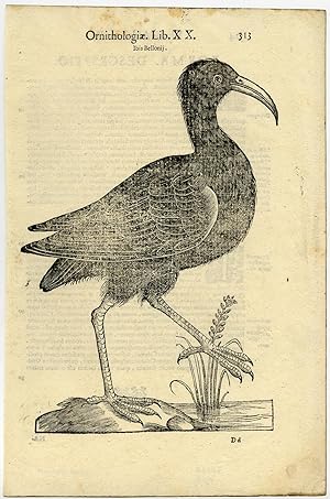 Antique Print-ANIMAL-BIRD-IBIS-ALDROVANDI-Coriolano-1599