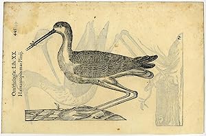 Antique Print-BIRD-OYSTERCATCHER-STILT-ALDROVANDI-Coriolano-1599