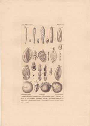 Nodosaria Ferussacii. Textularia pygmoea. Polymorphina digitata. Triloculina difformis. Spirolocu...