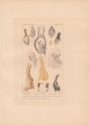 Anatifa Loevis. Pollicipes cornucopia . Cineras vittata. Otion Cuvierii. Tetralesmis hirsutus. Tr...