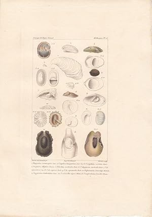 Kol. Kupferstich Mollusques Pl 15. von Giraud nach Guerin/Travies aus: Guérin-Méneville: Iconogra...