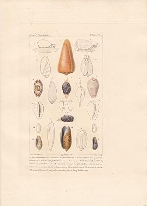 Kol. Kupferstich Mollusques Pl 16. von Giraud nach Guerin/Travies aus: Guérin-Méneville: Iconogra...