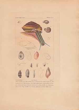 Kol. Kupferstich Mollusques Pl 6. von Giraud nach Guerin/Travies aus: Guérin-Méneville: Iconograp...