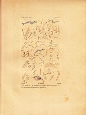 Mysis Fabricii, Leach. My(sis) rostratus, Guér. Thysanopodus tricuspidatus, Edw. Kol. Kupferstich...