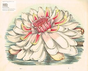 Seerose. Prächtig altkolorierte Lithographie von 1852