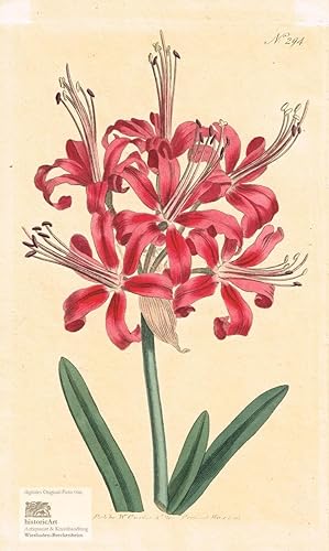Rot blühende Amaryllis. Altgouachierter Kupferstich bei Curtis 1765