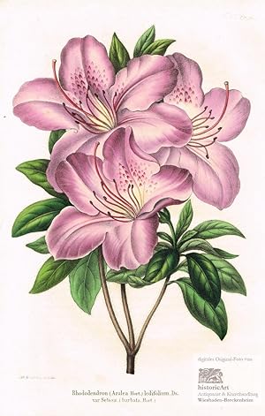 Rhododendron (Azalea Hort.) ledifolium. Ds. var. Setosa. (barbata. Hort.). Lila blühender Rhodode...