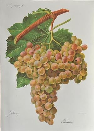 Traube " Farana ". Weiße Weintraube an einem Aststück mit Blatt von J. Troncy, Chromolithographie...