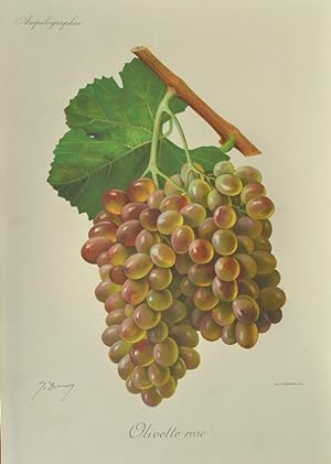 Traube " Olivette rose". Weiße Weintraube an einem Aststück mit Blatt von J. Troncy, Chromolithog...