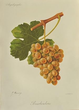 Traube " Bourboulenc ". Weiße Weintraube an einem Aststück mit Blatt von J. Troncy, Chromolithogr...