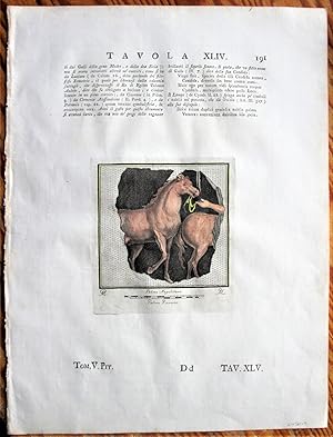 Seller image for Antique Copperplate Engraving: Tavola XLIV Plate 2 for sale by Ken Jackson