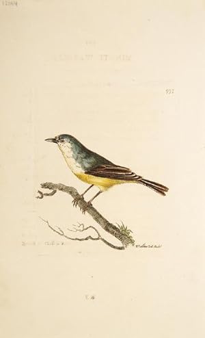 Bild des Verkufers fr The Minute Warbler. The Naturalist's Miscellany. zum Verkauf von Peter Harrington.  ABA/ ILAB.