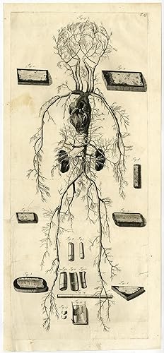 Medical Antique Print-T.23.-HUMAN BLOOD SYSTEM-HEART-VEINS-Bidloo-Lairesse-1685