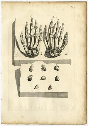 Medical Antique Print-T.97.-HUMAN HAND-BONES-Bidloo-Lairesse-1685
