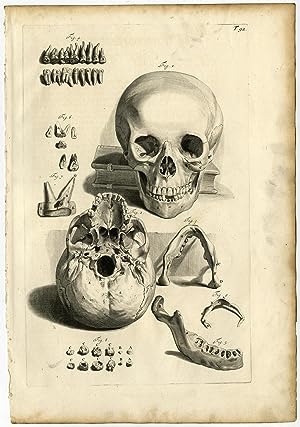 Medical Antique Print-T.92.-HUMAN SKULL-JAW-TEETH-Bidloo-Lairesse-1685