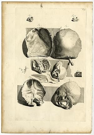 Medical Antique Print-T.90.-SKULL PARTS-Bidloo-Lairesse-1685