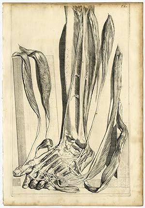 Medical Antique Print-T.82.-MUSCLES-BONES-FOOT-LEG-Bidloo-Lairesse-1685