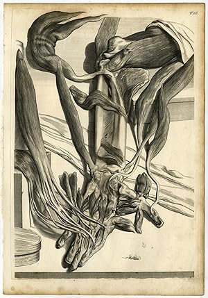 Medical Antique Print-T.68.-MUSCLES-ARM-BONES-Bidloo-Lairesse-1685