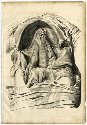 Medical Antique Print-T.52.-FEMALE ABDOMEN-Bidloo-Lairesse-1685