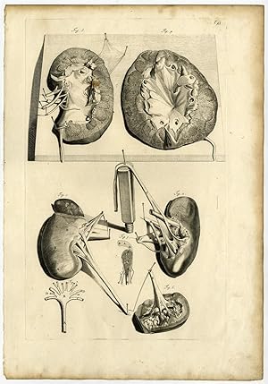 Medical Antique Print-T.43.-KIDNEYS-URETER-Bidloo-Lairesse-1685