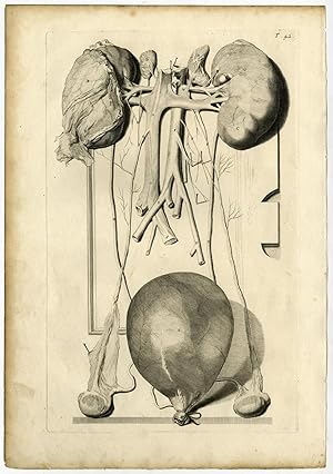 Medical Antique Print-T.42.-KIDNEYS-Bidloo-Lairesse-1685