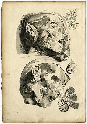 Medical Antique Print-T.12.-HUMAN FACE-MUSCLES-Bidloo-Lairesse-1685