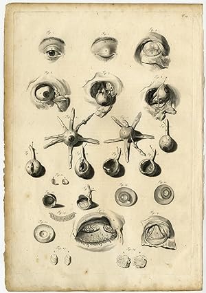 Medical Antique Print-T.11.-HUMAN EYE-SOCKET-Bidloo-Lairesse-1685